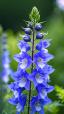 Larkspur ծաղիկների | ծաղկեպսակների առաքում Երևան