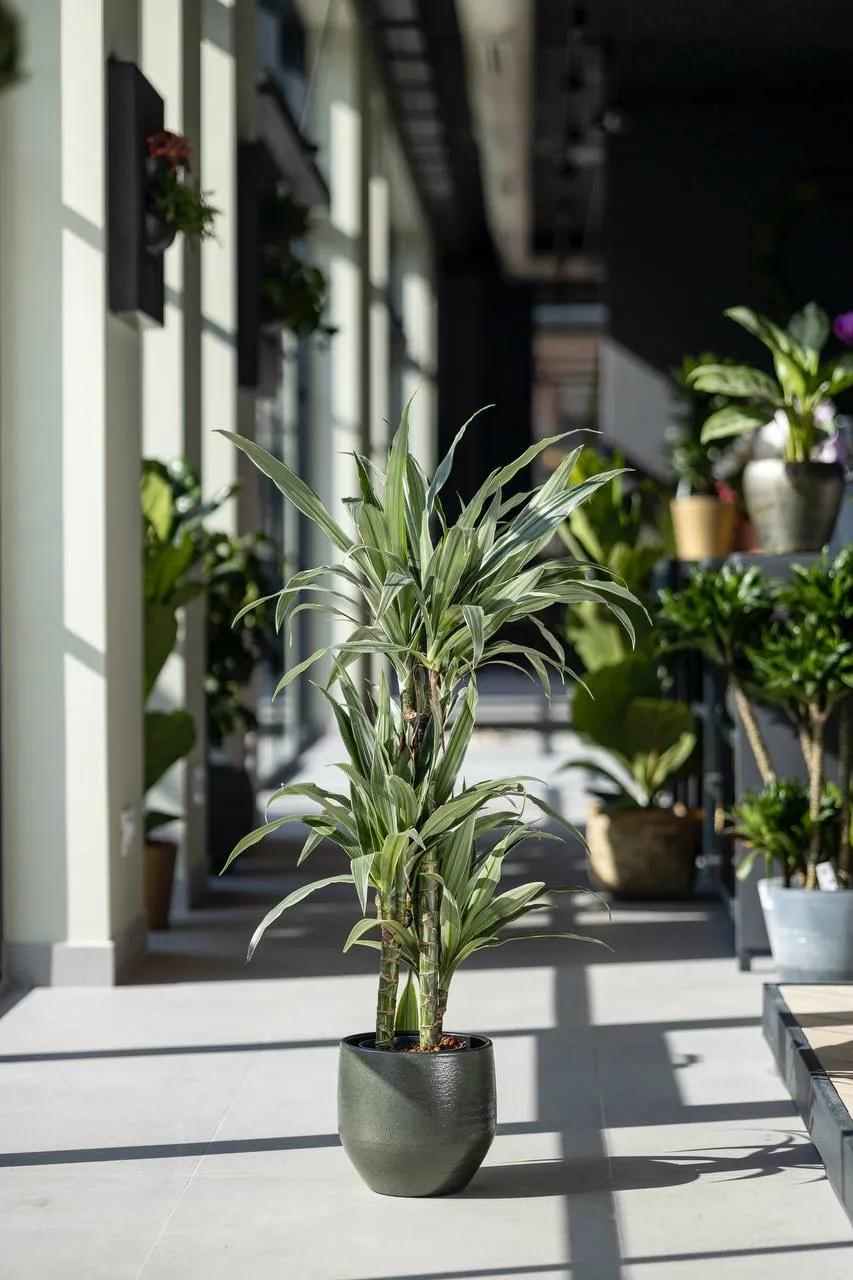 Dracaena Ulises | ծաղիկներ, ծաղկեպսակներ, բույսեր Երևան