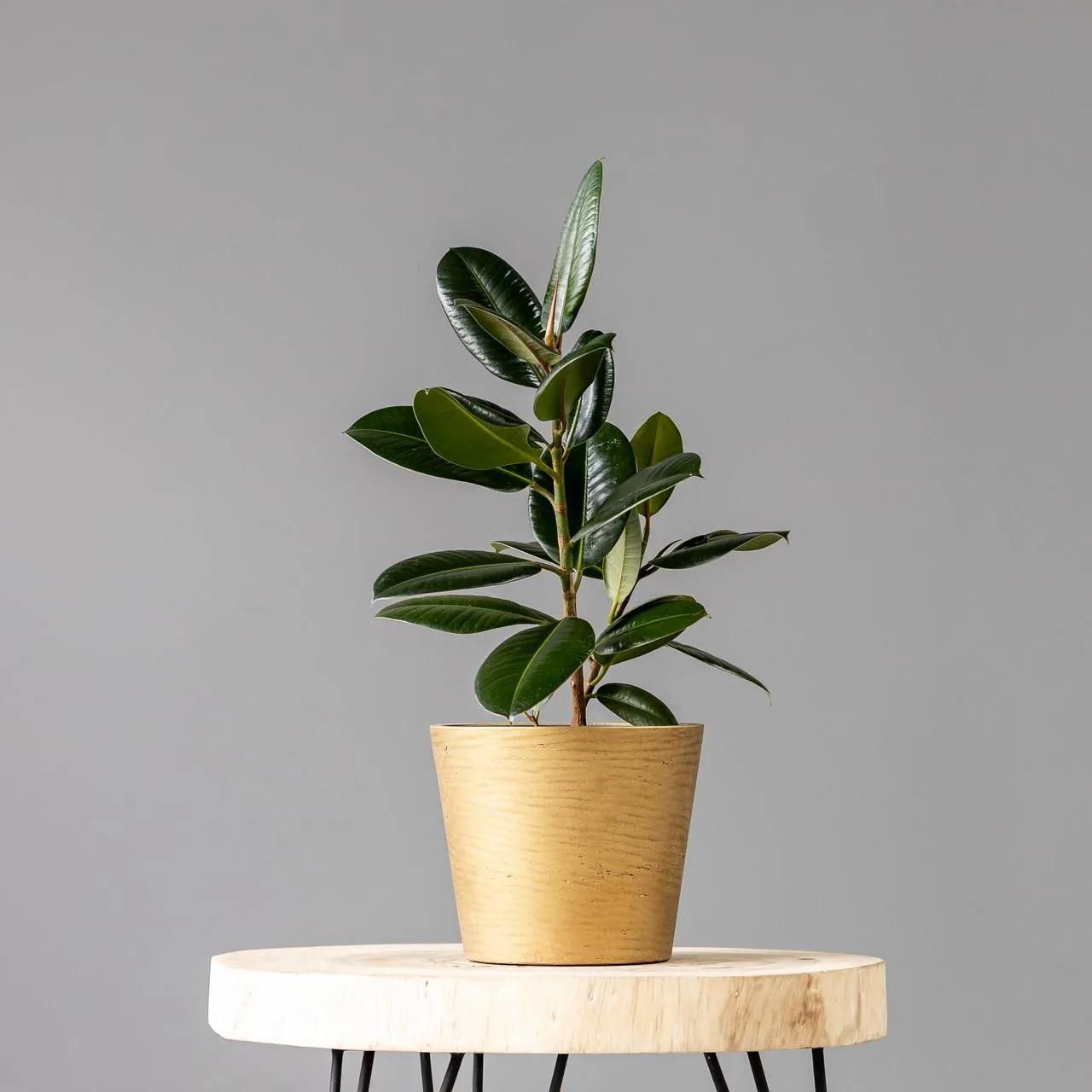Ficus Robusta | ծաղիկներ, ծաղկեպսակներ, բույսեր Երևան