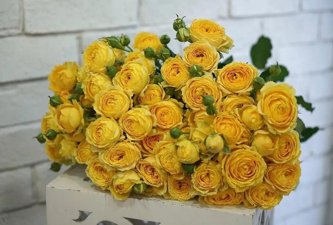Yellow peonies | ծաղիկներ, ծաղկեպսակներ, բույսեր Երևան